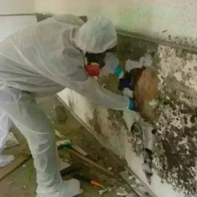 Mold Remediation and Removal in Rutland, MA